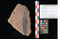 Foto (Objekt + Etikett) von Myrica lignitum Unger (NHMW-GEO-2024-0188-0529)